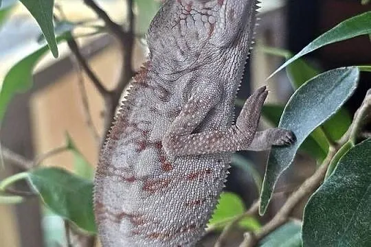 Kameleon lamparci, Małopolskie, Kraków