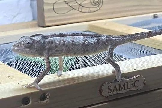 Kameleon lamparci, Małopolskie, Kraków