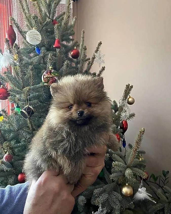 Szpic miniaturowy pomeranian, Małopolskie, Wieliczka