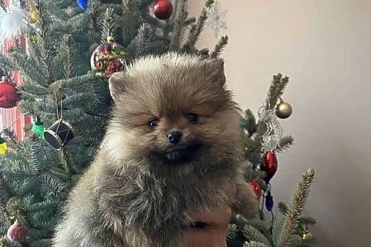 Szpic miniaturowy pomeranian, Małopolskie, Wieliczka