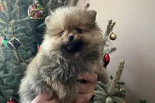 Szpic miniaturowy pomeranian, Małopolskie, Wieliczka