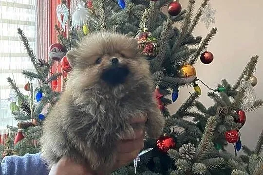 Szpic miniaturowy pomeranian, Małopolskie, Wieliczka