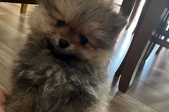 Szpic miniaturowy pomeranian, Małopolskie, Wieliczka