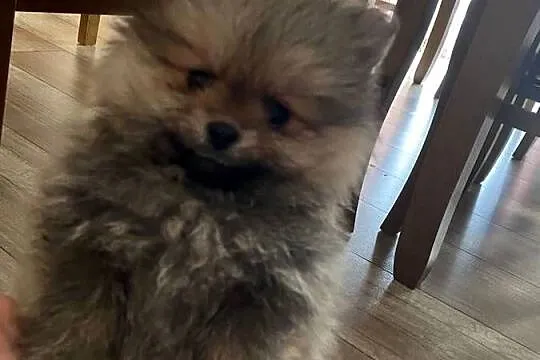 Szpic miniaturowy pomeranian, Małopolskie, Wieliczka