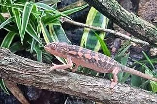 Kameleon lamparci samica