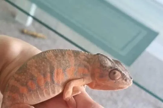 Kameleon lamparci samica, Małopolskie, Myślenice