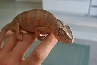 Kameleon lamparci samica, Małopolskie, Myślenice