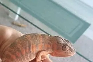 Kameleon lamparci samica, Małopolskie, Myślenice