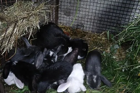 Królik samica BF z młodymi, króliki 7 młodych.