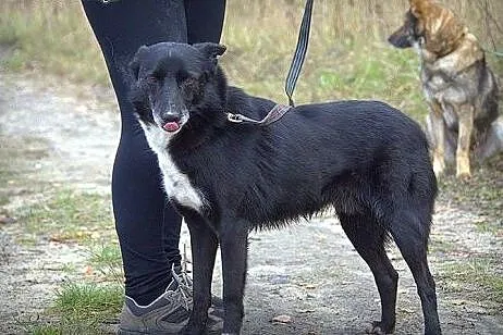 Czaruś – uroczy,kochający dzieci psiak do kochania od zaraz,  Kundelki cała Polska