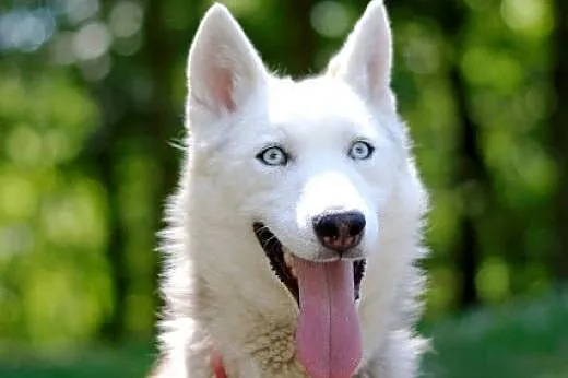 Parys, młody husky szuka domu,  małopolskie Kraków