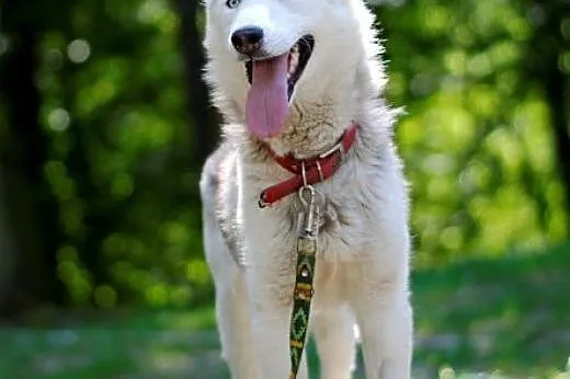 Parys, młody husky szuka domu,  małopolskie Kraków