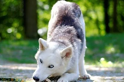Parys, młody husky szuka domu,  małopolskie Kraków