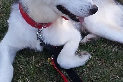 Parys, młody husky szuka domu,  małopolskie Kraków