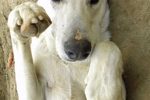 Gandalf piękny przyjazny piesek marzy o kochającym