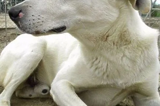 Gandalf piękny przyjazny piesek marzy o kochającym