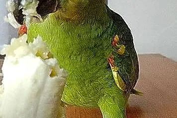 Amazonka niebieskoczelna super oswojona, Śląskie, Rybnik