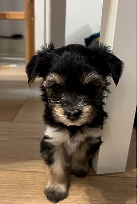 Yorkshire Terrier, Pomorskie, Gdańsk