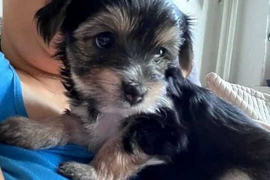 Yorkshire Terrier, Pomorskie, Gdańsk