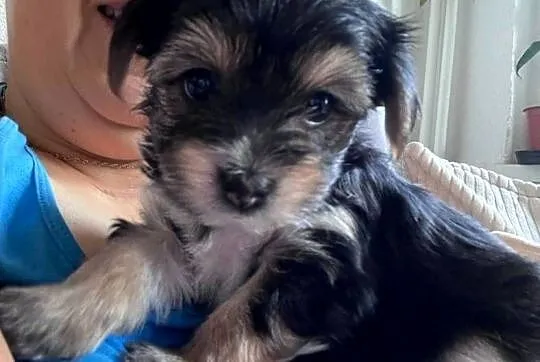 Yorkshire Terrier, Pomorskie, Gdańsk