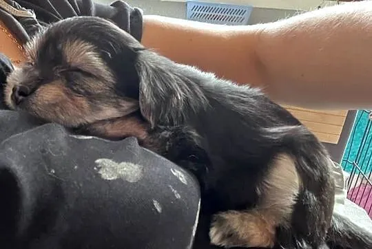 Yorkshire Terrier, Pomorskie, Gdańsk
