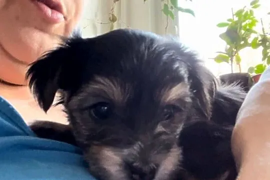 Yorkshire Terrier, Pomorskie, Gdańsk