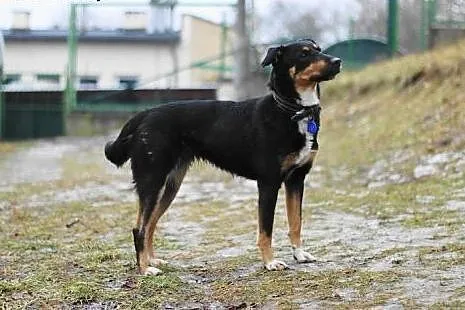 Nola- ofiara Sylwestra?,  kujawsko-pomorskie Bydgo
