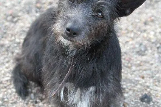 MURZYNEK-roczny psiak w typie teriera czeka na dom, Poznań