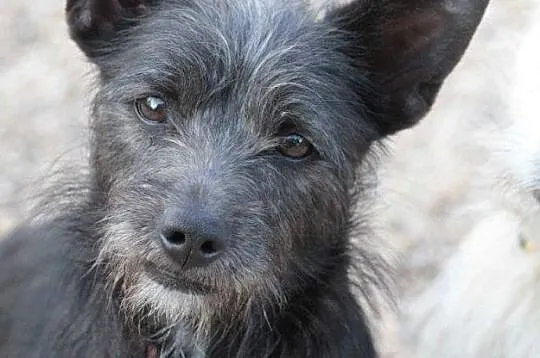 MURZYNEK-roczny psiak w typie teriera czeka na dom, Poznań