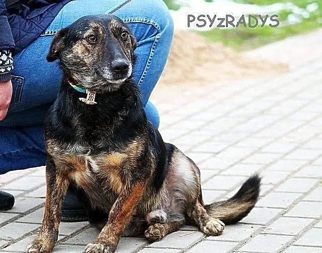 BULION - kto pokocha zwykłego burka? - do adopcji