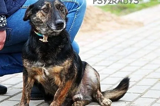 BULION - kto pokocha zwykłego burka? - do adopcji