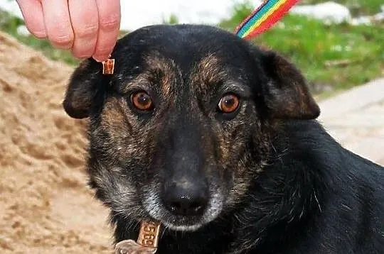 BULION - kto pokocha zwykłego burka? - do adopcji