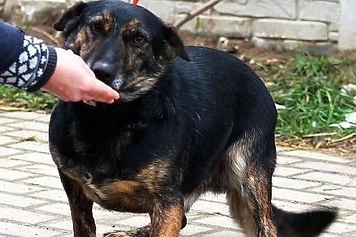 BULION - kto pokocha zwykłego burka? - do adopcji