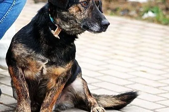 BULION - kto pokocha zwykłego burka? - do adopcji