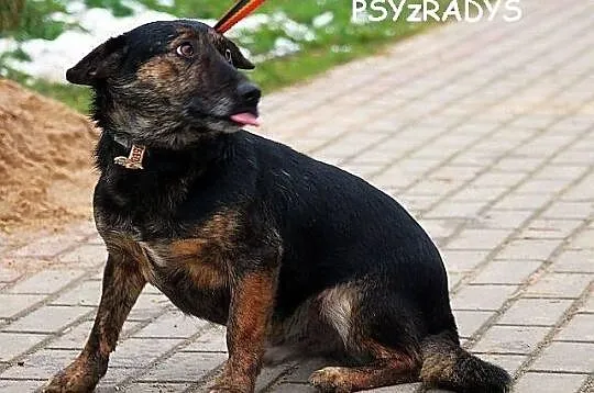 BULION - kto pokocha zwykłego burka? - do adopcji
