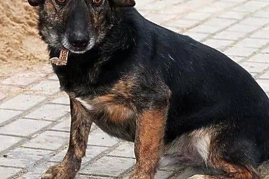 BULION - kto pokocha zwykłego burka? - do adopcji