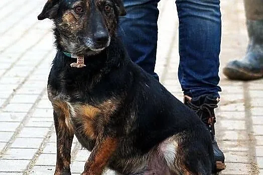 BULION - kto pokocha zwykłego burka? - do adopcji