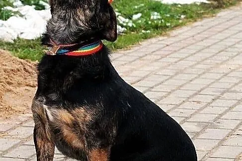 BULION - kto pokocha zwykłego burka? - do adopcji