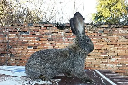 Królik / króliki BOS, BOŻl, BOC, BOŻ, BOSZ, BOB, B