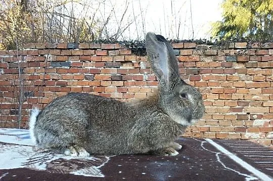 Królik / króliki BOS, BOŻl, BOC, BOŻ, BOSZ, BOB, B