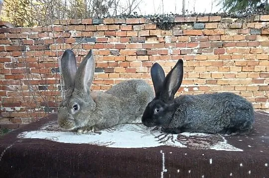 Królik / króliki BOS, BOŻl, BOC, BOŻ, BOSZ, BOB, B