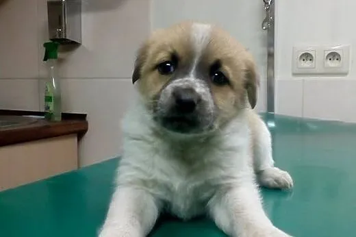 6tyg szczeniaki do adopcji,  śląskie Katowice