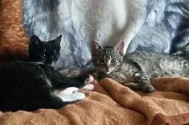 Dwa małe kociaki do pokochania