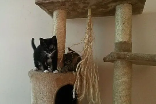Dwa małe kociaki do pokochania
