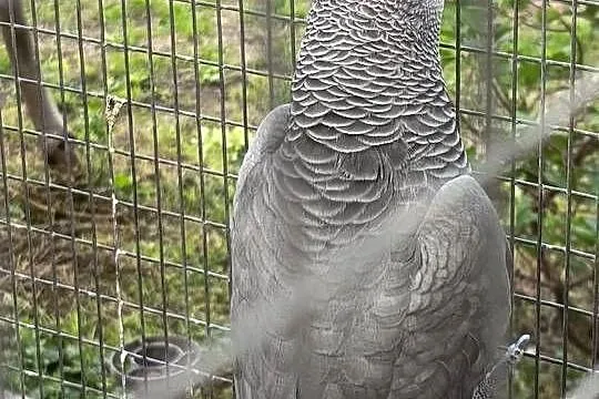 Żako para dorosłe, Opolskie, Łosiów