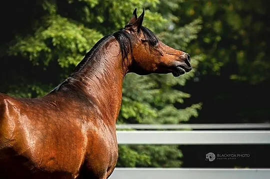 Świetna klacz hodowlana po Gazal Al Shaqab, matka CHAMPIONA POLSKI, Mazowieckie, Warszawa
