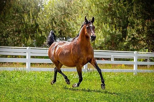 Świetna klacz hodowlana po Gazal Al Shaqab, matka CHAMPIONA POLSKI, Mazowieckie, Warszawa