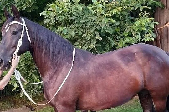 Klacz Śląska ze źrebakiem,źrebna.Księga gówna., , 