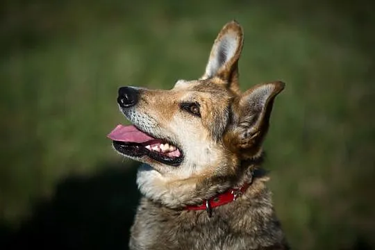 KAJTEK - pies na medal do adopcji!