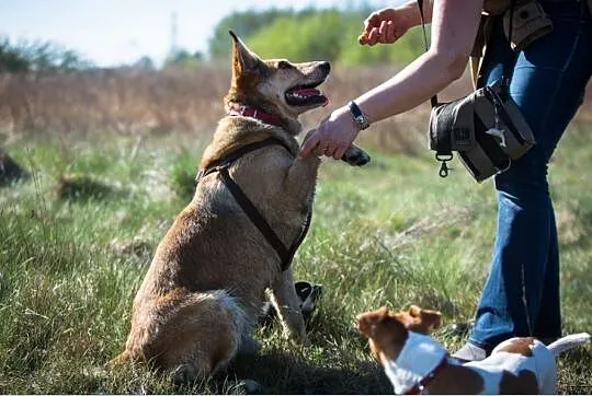 KAJTEK - pies na medal do adopcji!
